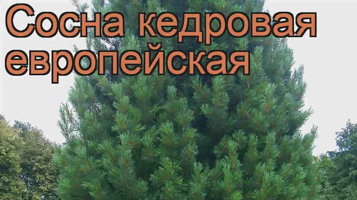 Сосна кедровая Европейская (pinus cembra) 🌿 Европейская обзор: как сажать, саженцы сосны Европейская
