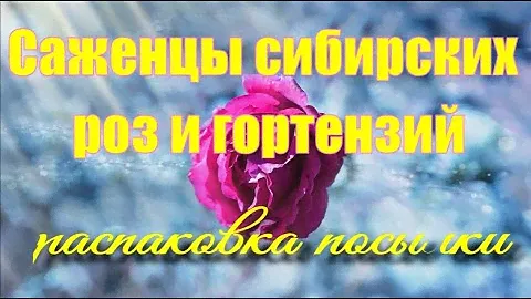 Саженцы Сибирских роз и гортензий из питомника Кедр Сад.