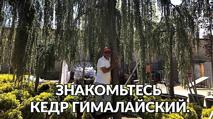 Кедр — олиготипный род деревьев семейства Сосновые.
