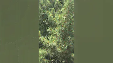 А вы видели как цветёт кедр?