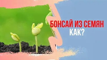 Выращивание Бонсай из семян. Бонсай с самого начала. Посадка семян
