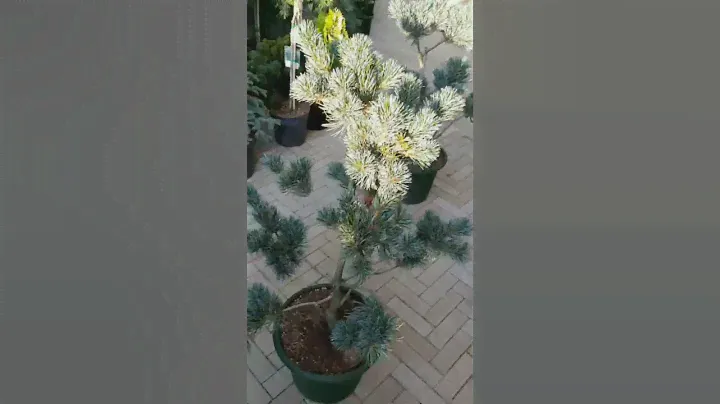 🌲Обзор небольшой хвойной поставки клиенту | Telegram: https://t.me/love_is_hvoiny_dvorik