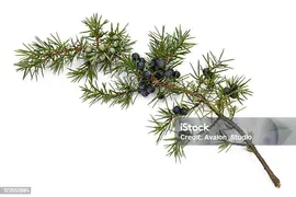 Juniper Веточка — стоковые фотографии и другие картинки Можжевельник - Можжевельник, Кедр, Изолированный предмет