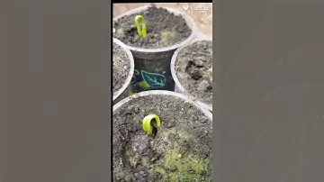 Сначала мы заказывали саженцы Сибирского кедра, но сейчас смотри видео