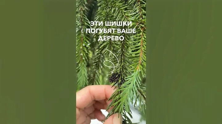 Как бороться с хермесом на хвойных растениях читай в описании.