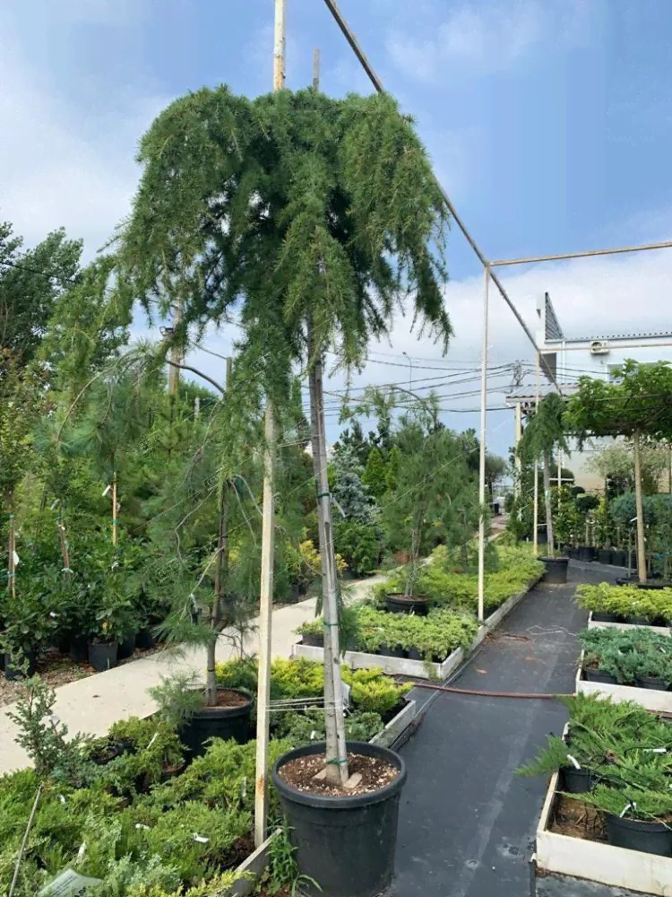 Кедр гималайский Пендула штамб Cedrus deodara Pendula 70л (И)