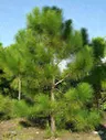 Кедр корейский (Pinus koraiensis)В наличии саженцы 10-15см. Горшок 1 л.