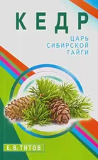 Кедр - царь сибирской тайги