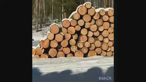 Незаконно вырубленный кедр, Бурятия