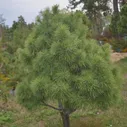Сосна сибирская (кедр)