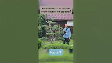 Как ухаживать за сосной после первичной обрезки. Часть 1. #бонсай #bonsai #ниваки #хвойные #сад