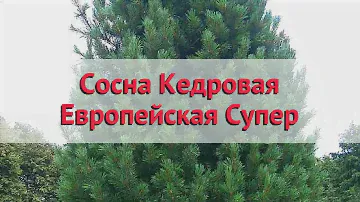 Сосна кедровая Европейская Супер 🌿 Обзор: посадка и уход. крупномеры сосны: описание и особенности