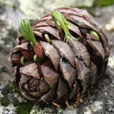 Семена Сиби́рский кедр (Pinus sibirica)