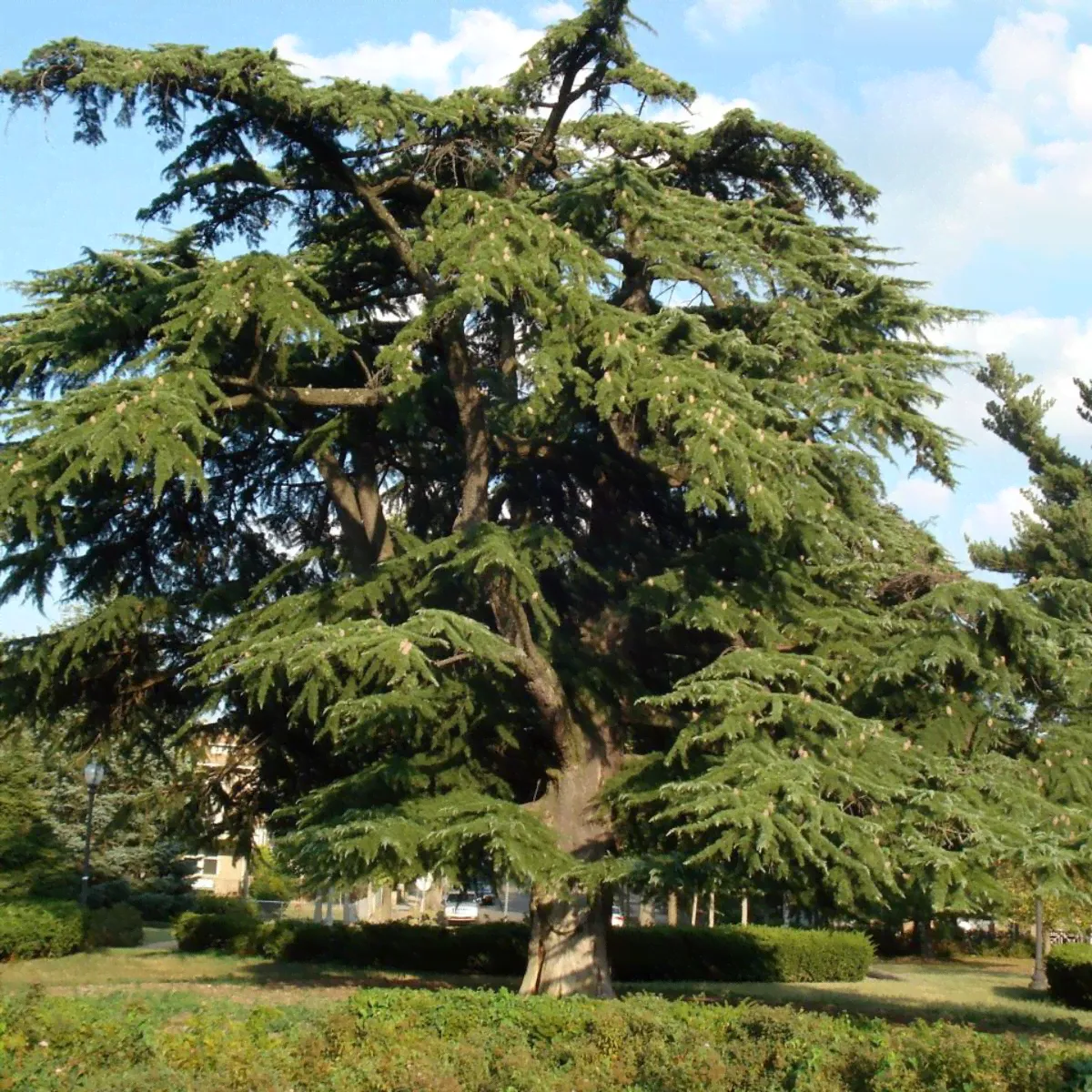 Кедр Атласский (Cedrus atlantica), Семена 10 штук-0