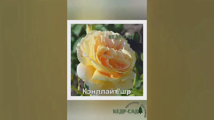 Розы парковые,шрабы. Саженцы роз от производителя. Кедр-Сад
