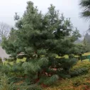 Кедр корейский, семена (30 ШТ)