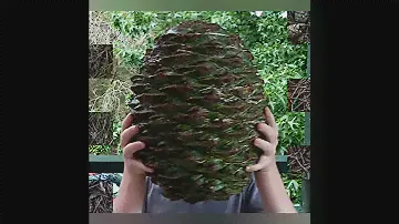 ШИШКА размером С ВЕДРО