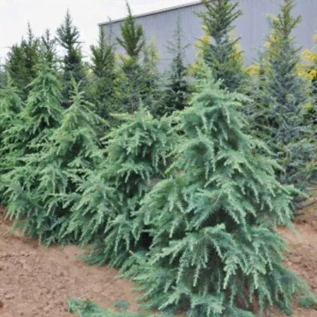 Кедр гималайский 250/300 Cedrus deodara 90л (И)-0