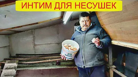 шторы на гнезда для несушек