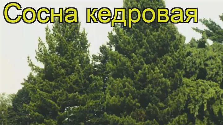 Сосна кедровая (Сосна кедровая). Краткий обзор, описание характеристик, где купить, саженцы