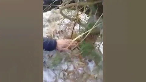 kedr76.ru кедр сибирский крупномер - упаковка и размер кома