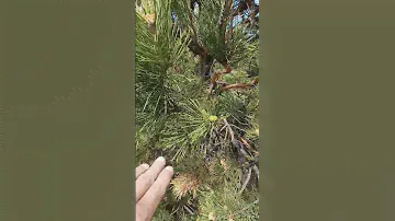Секреты сбора Шишек Сосны