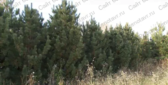 Кедр крупномер от 2-х до 6 метров-1