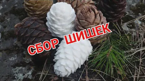 Кедровые шишки. Кедровый орех. Как легко отшелудить шишки.