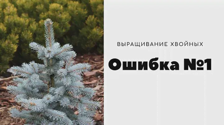 Ошибки при выращивании хвойных