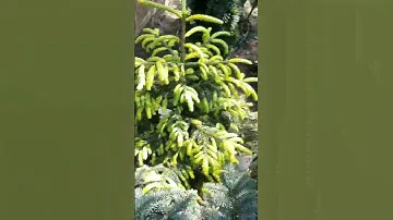 🌲Обзор редких хвойных растений | часть 36 | Telegram: https://t.me/love_is_hvoiny_dvorik