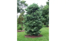 Кедр корейский или сосна кедровая корейская (Pinus koraiensis ) 1 кг семян