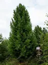 Деревья (крупномер), кедр сибирский, ПРЕМИУМ, 580-620 см.
