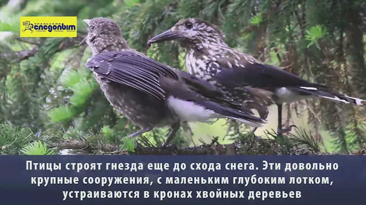 Пернатый сеятель кедра