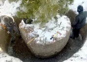 Рассада, саженцы, кустарники, деревья 24kedr. ru Деревья (крупномер), кедр сибирский, премиум, 580-620 см.