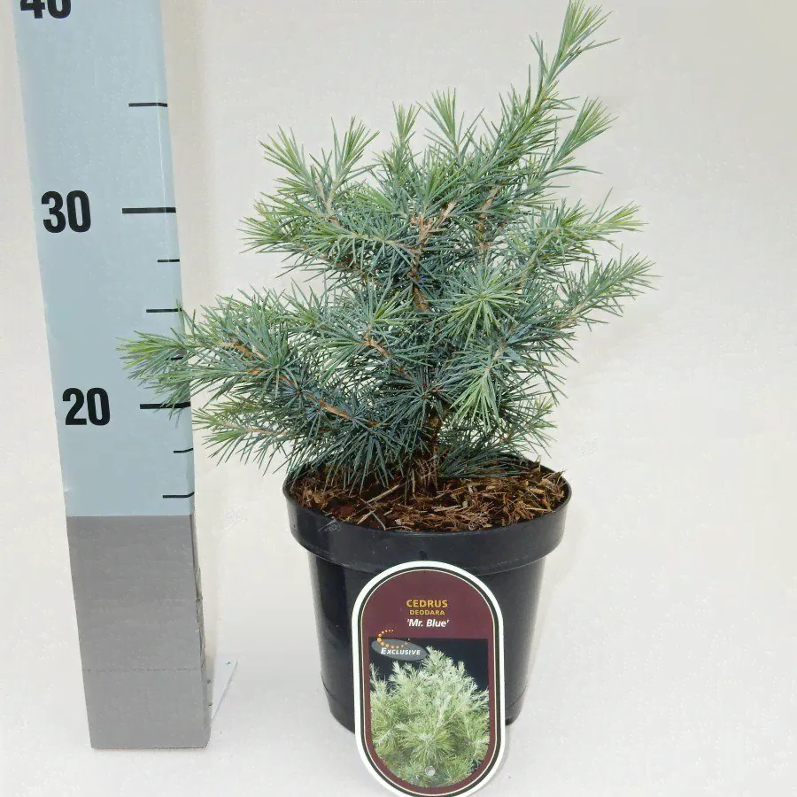 Кедр гималайский Мистер Блю 30/40 Cedrus deodara Mr. Blue 5л (Н)-0
