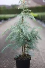 Кедр гималайский 150/175 Cedrus deodara 35л (И)-0