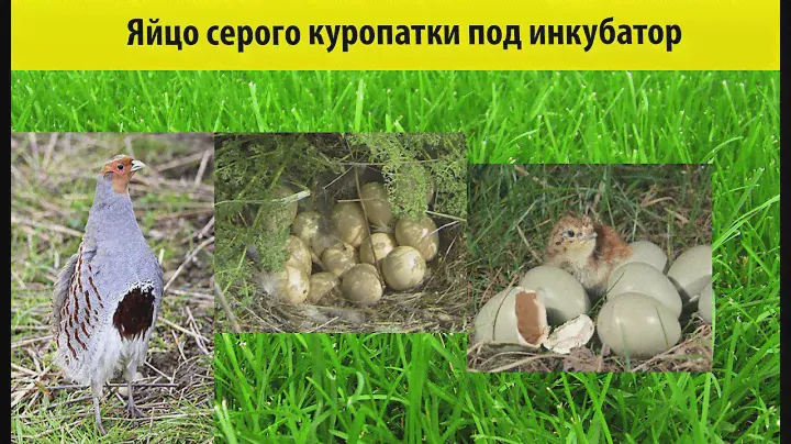 #Яйцо #серого #куропатки под #инкубатор 🐤🐤 (gray partridge) 🐤🐤
