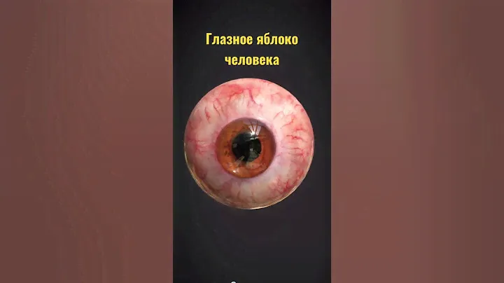 Строение глаза, что в отражении ? #егэпобиологии  #анатомиячеловека #анатомия