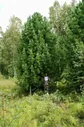 Рассада, саженцы, кустарники, деревья 24kedr. ru Деревья (крупномер), кедр сибирский, премиум, 680-720 см.