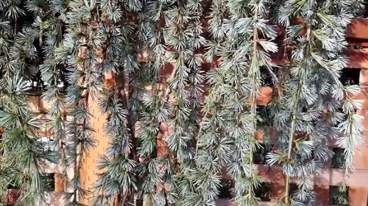 Weeping Blue Atlas Cedar / Cedrus atlantica 'Glauca Pendula'