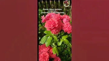 Шикарные розы в саду - Seedlandia.ru - семена и саженцы ель голубая  кедр пихта сосна барбарис