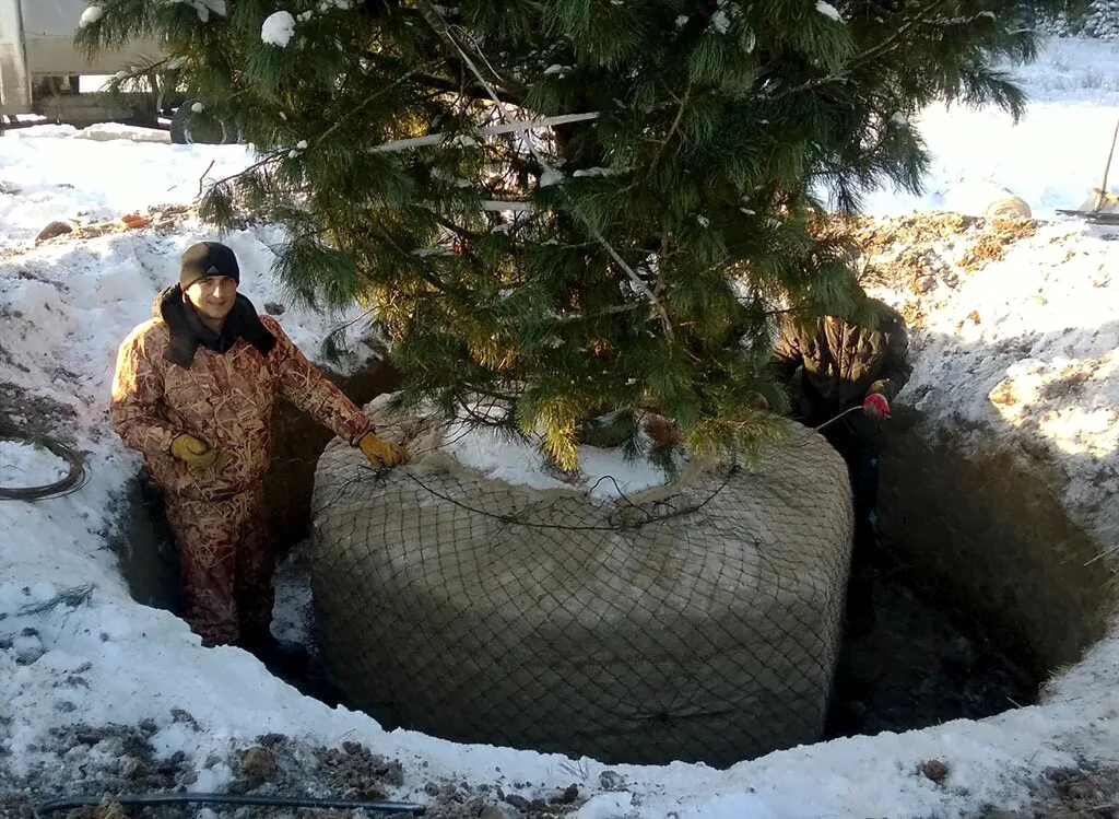 Рассада, саженцы, кустарники, деревья 24kedr. ru Деревья (крупномер), кедр сибирский, премиум, 580-620 см.-2