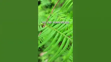 Метасеквоя. что мы знаем о ней?  -  3seed.ru -  семена и саженцы растений
