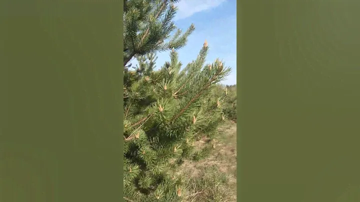Идём собирать сосновые шишки