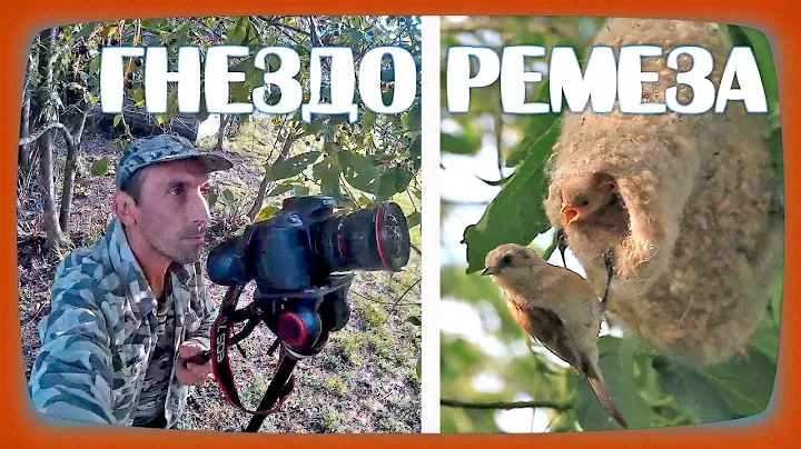 НАШЁЛ НЕОБЫЧНОЕ ГНЕЗДО РУКАВИЦУ. Гнездо ремеза с птенцами