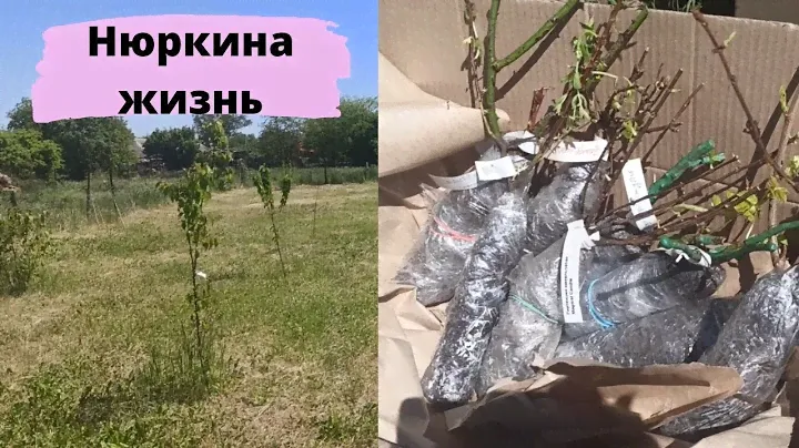 В саду и в огороде // Нюркина жизнь