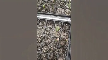 Как ростит Кедр(сосна кедровая). Каждый день меняем воду на новую😉