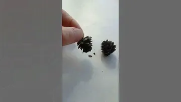 Как выглядят шишки лиственницы