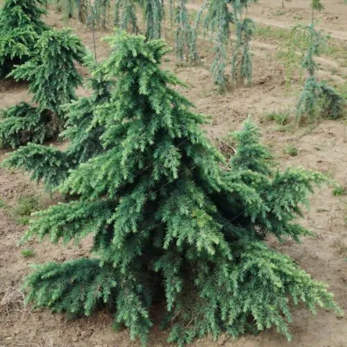 Кедр гималайский Филинг Блю Cedrus deodara Feelin Blue 10л (И)-0