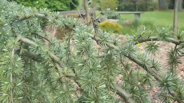 Cedrus atlantica 'Glauca Pendula' cedr atlantský